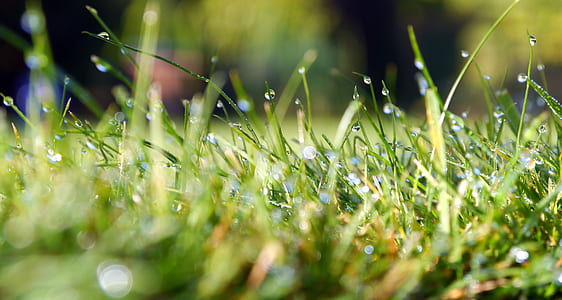 grass field thumbnail