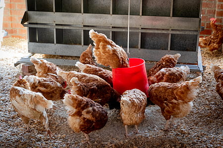 Peep of Brown Chicken thumbnail