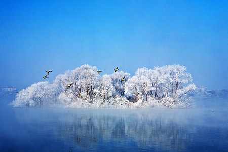 bird flying towards trees surrounded by water thumbnail