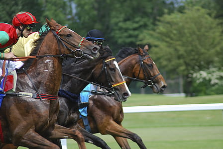 man ride-on horse in field thumbnail