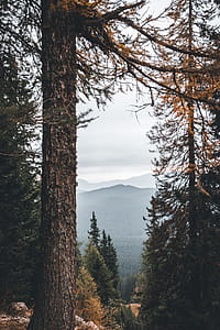 Autumn woodland thumbnail
