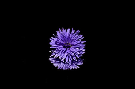 purple floral illustration thumbnail