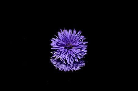 Purple Flower thumbnail
