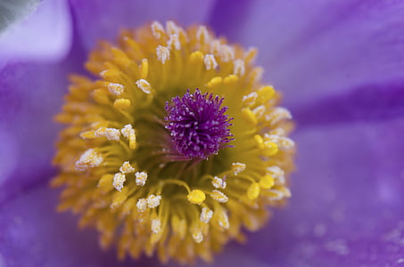 purple and yellow flower thumbnail