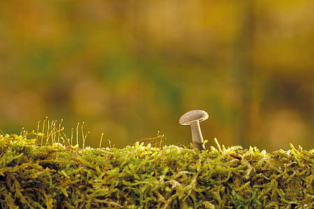 close up photo of white mushroom growing on green moss thumbnail