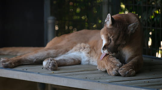brown tiger thumbnail