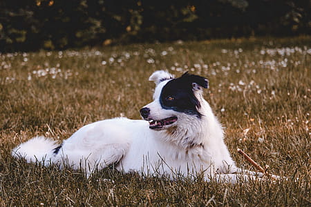 Black And White Dog On Grass Field thumbnail