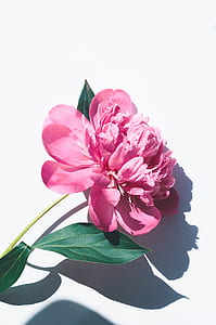 pink rose thumbnail