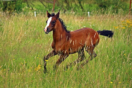 short-coated brown horse running in green grass photography thumbnail