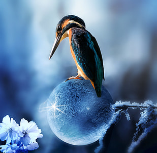 blue and orange bird on glass ball thumbnail