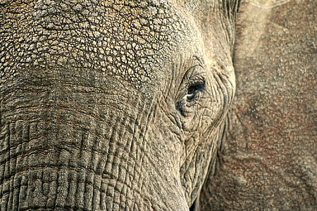 closeup photo of elephant thumbnail