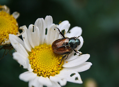 brown and black bug on white petal flower thumbnail