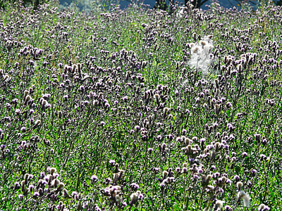 Creeping Thistle, Cirsium Arvense thumbnail