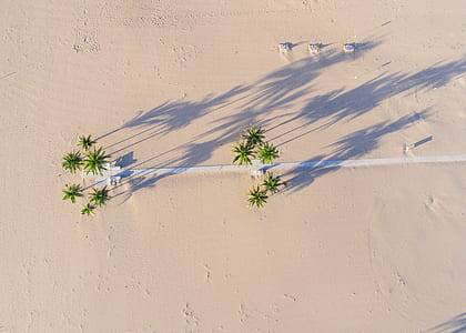 aerial photo of green palm trees near white road at daytime thumbnail