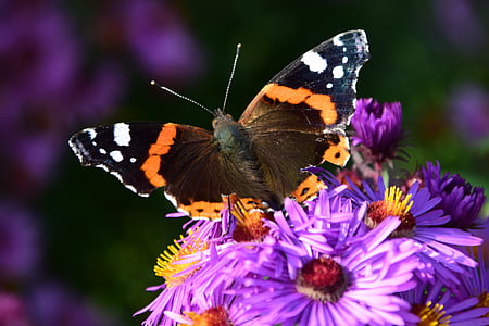 selective focus photography of red admiral butterfly perched on purple flower thumbnail