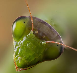 close up of green insect thumbnail