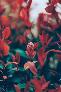red leaf plants thumbnail