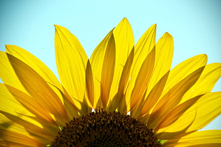 closeup photo of sunflower thumbnail
