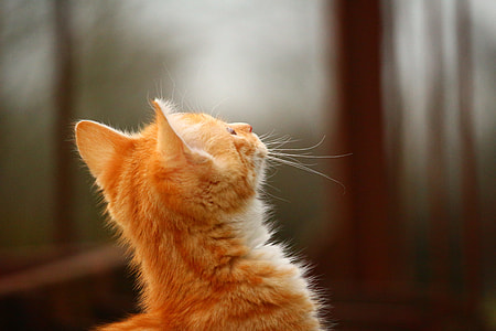orange tabby kitten looking up thumbnail