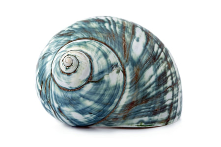 photo of white and green shell thumbnail