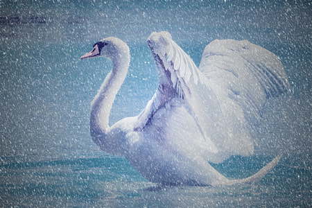 white swan close-up photo thumbnail