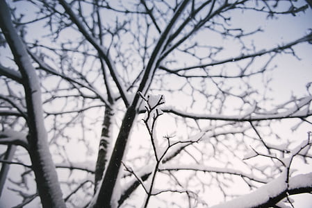 bare tree with snow photography thumbnail