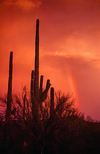 Rainbow over Saguaro Cactus during sunset thumbnail