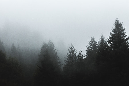 pine trees surrounded with fog during daytime thumbnail