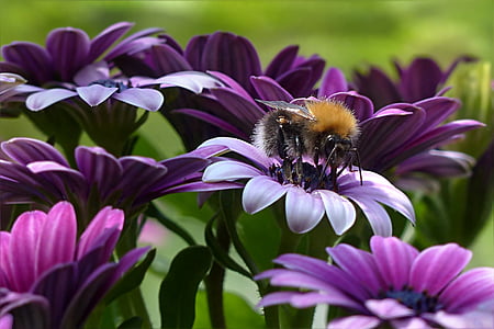 carpenter bee perched on purple petaled flower selective focus photography thumbnail