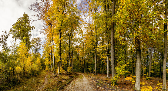 pathway surrounded by trees thumbnail