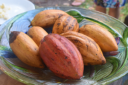 Aztec And Hybrid Chocolate Pods thumbnail