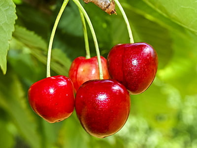 selective focus photography of four cherries thumbnail