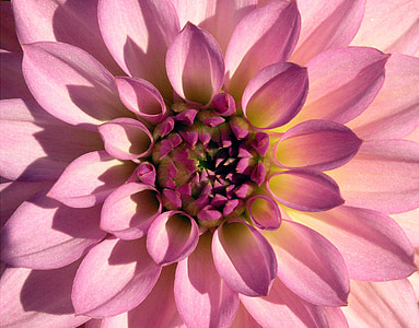macro photography of a purple flower thumbnail