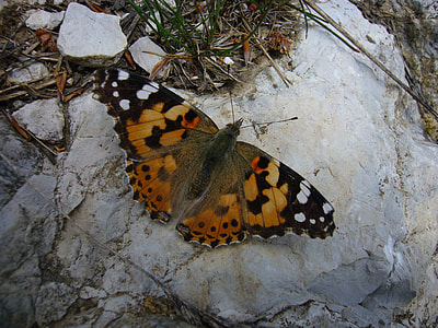 Butterfly, Painted Lady thumbnail