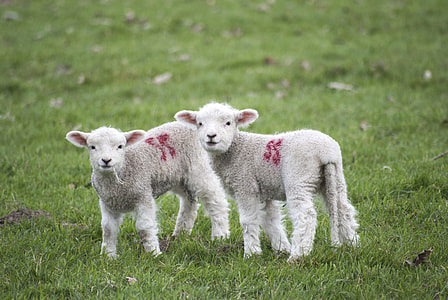 two sheep's on grass thumbnail