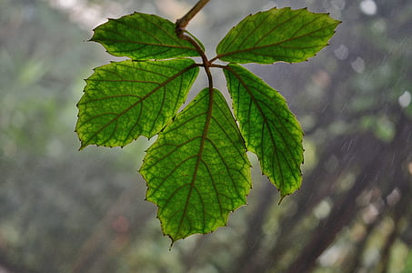 green leafed plant thumbnail