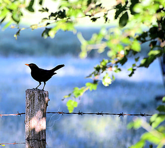 black bird on wooden post with barb wire in close up photography thumbnail