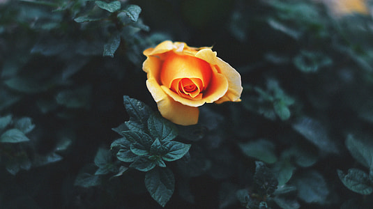 shallow focus photography of orange flower thumbnail