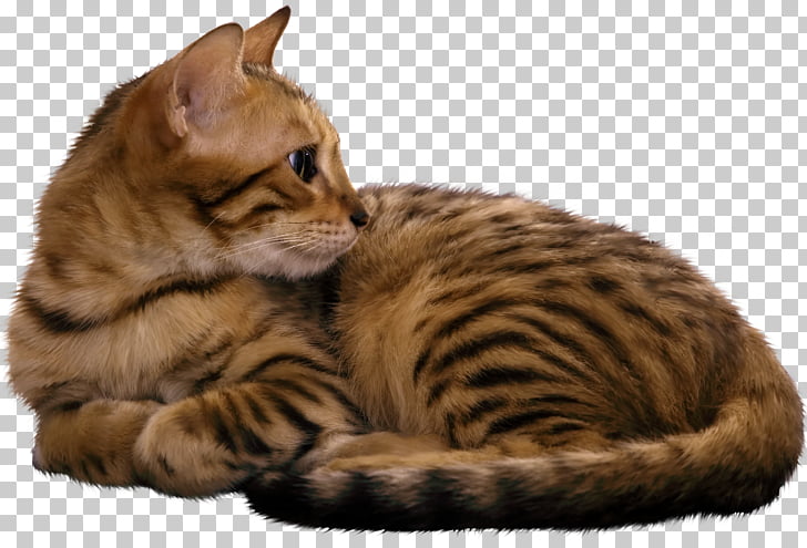 Havana Brown Norwegian Forest Cat Bengal Cat Tonkinese Cat Ocicat