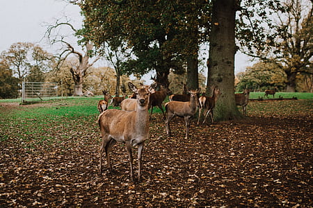 flock of deer near trees thumbnail