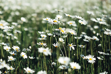 white daisy flower field with green grass thumbnail