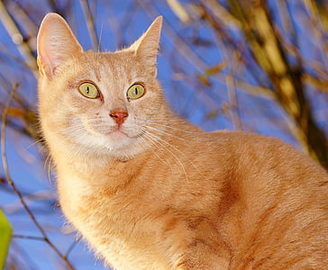 orange Tabby cat thumbnail