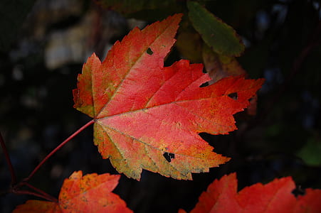 red maple leaf thumbnail