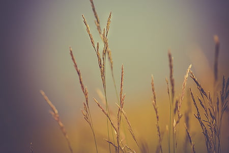 selective focus photo of fiber grass thumbnail