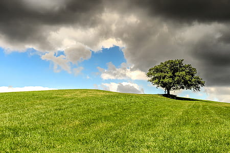 green tree thumbnail