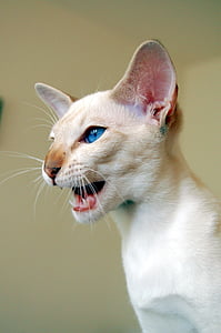 close up photography beige cat thumbnail