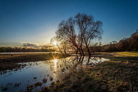 baretree near lake thumbnail