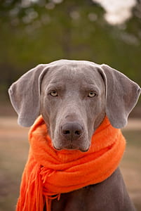 selective focus photography of adult blue Weimaraner with orange scarf thumbnail