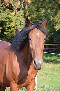 selective focus photography of brown horse thumbnail