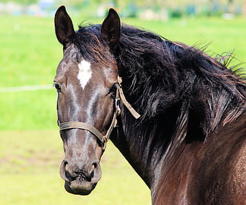 photo of black and brown horse thumbnail